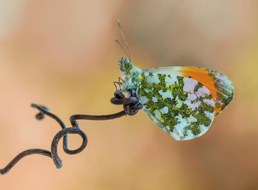 Green and orange small butterfly on curly branch Photograph by Jaroslaw Blaminsky