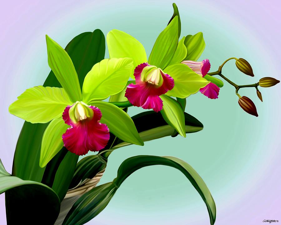 Green and Pink Cattleya Orchids Mixed Media by Anthony Seeker