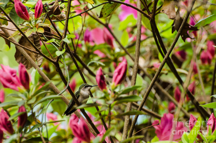 Ruby Throated Hummingbird And Leaves And Pink Azalea Buds And Flowers  Photograph by Donna Brown