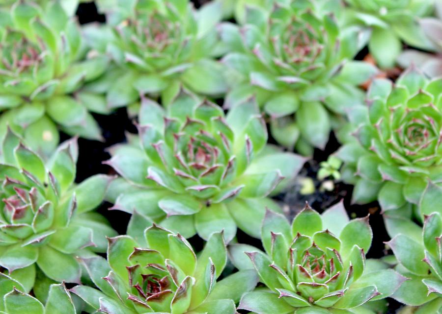 Green and Pink Succulents Photograph by Mary Pille | Fine Art America