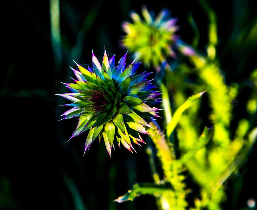 Green And Purple Photograph