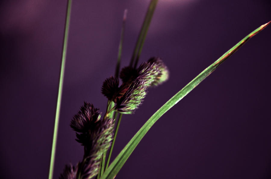 Nature Photograph - Green and purple by Damijana Cermelj
