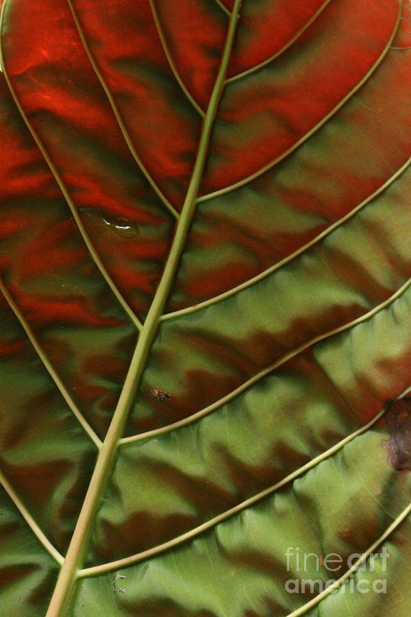 Green and Red Leaf Silky Dunes 2 Photograph by Jennifer Bright Burr