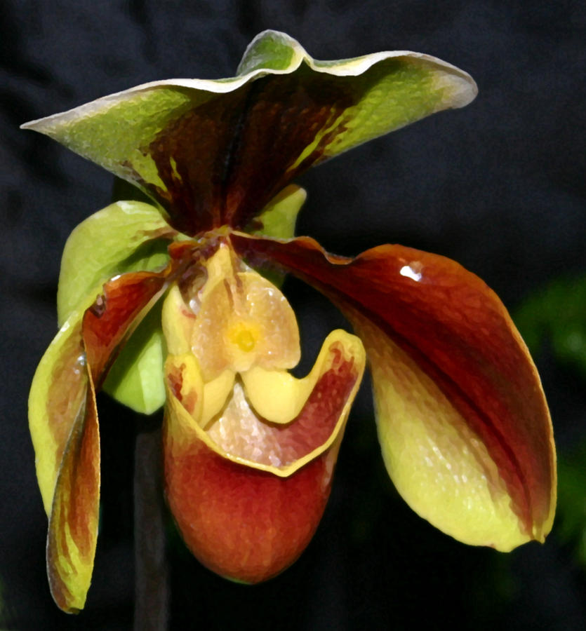Green And Red Orchid Photograph by Mary Haber