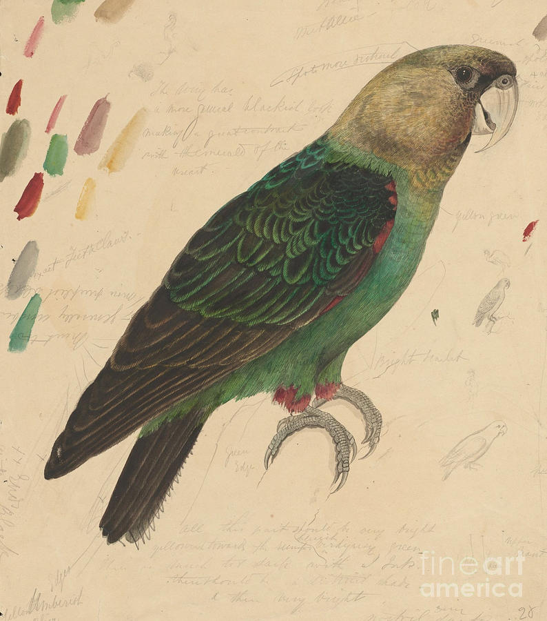 Green and red parrot Painting by MotionAge Designs
