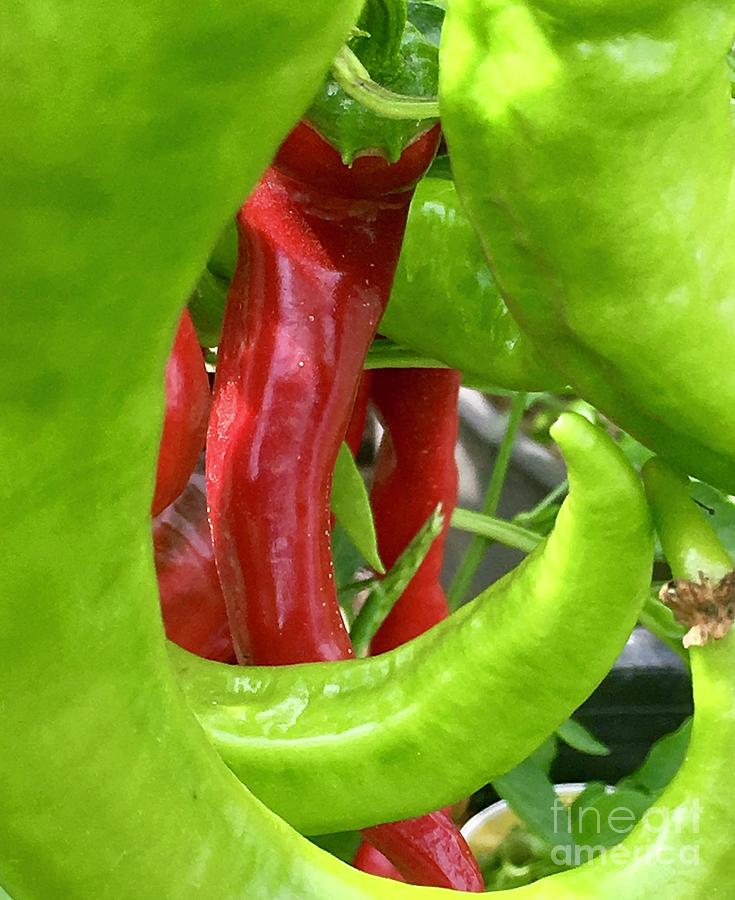 Green And Red Peppers Photograph by Susan Garren