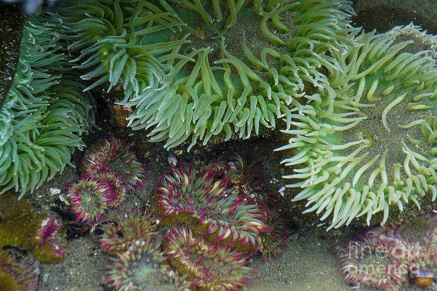 Green and Strawberry Anemonies Photograph by Chuck Flewelling