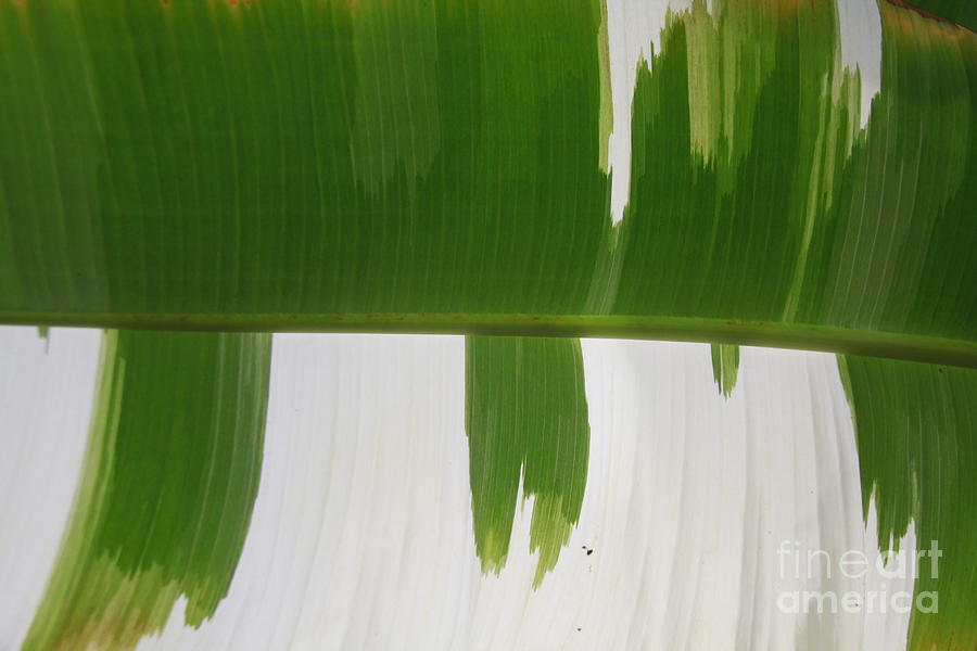 Green and White Leaf Photograph by Jennifer Bright Burr