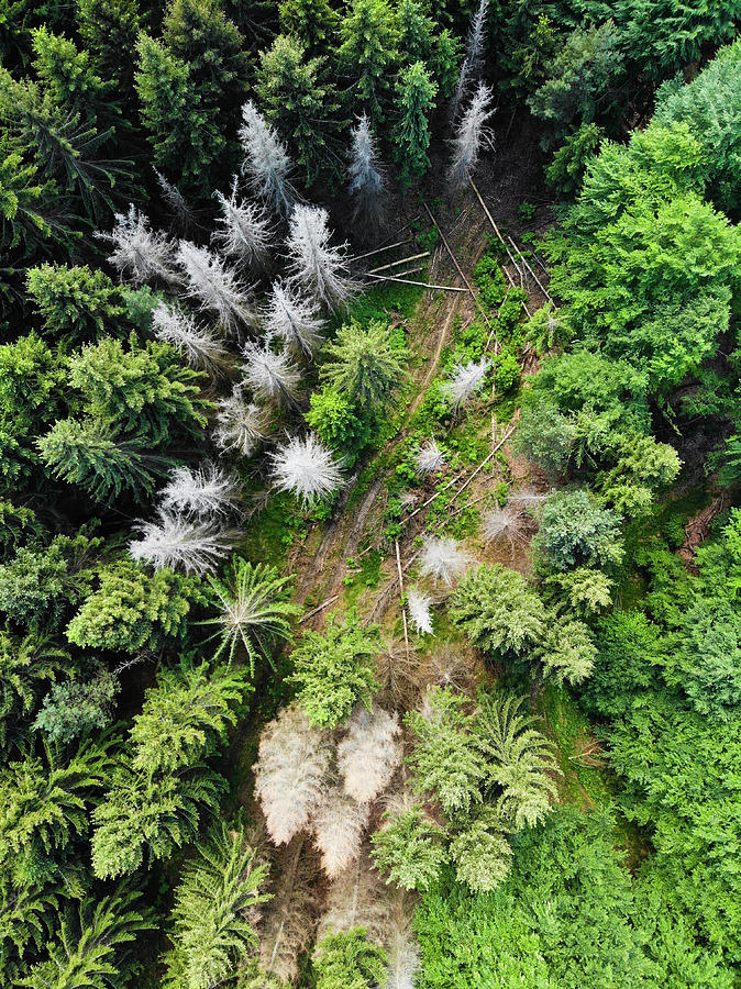 Green and white trees from above aerial view Photograph by Matthias Hauser