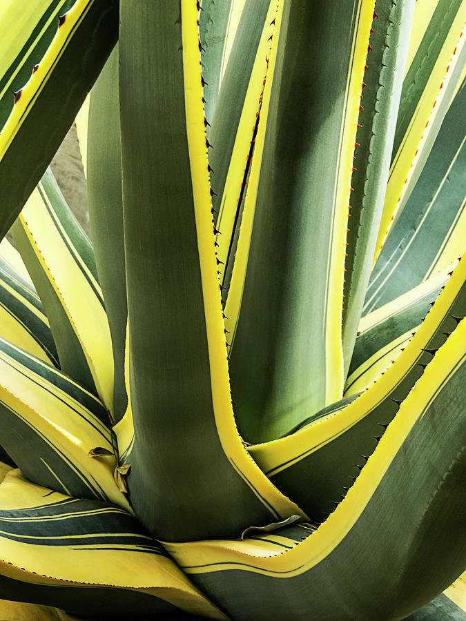 Green and Yellow Agave Plant Photograph by Bob Slitzan