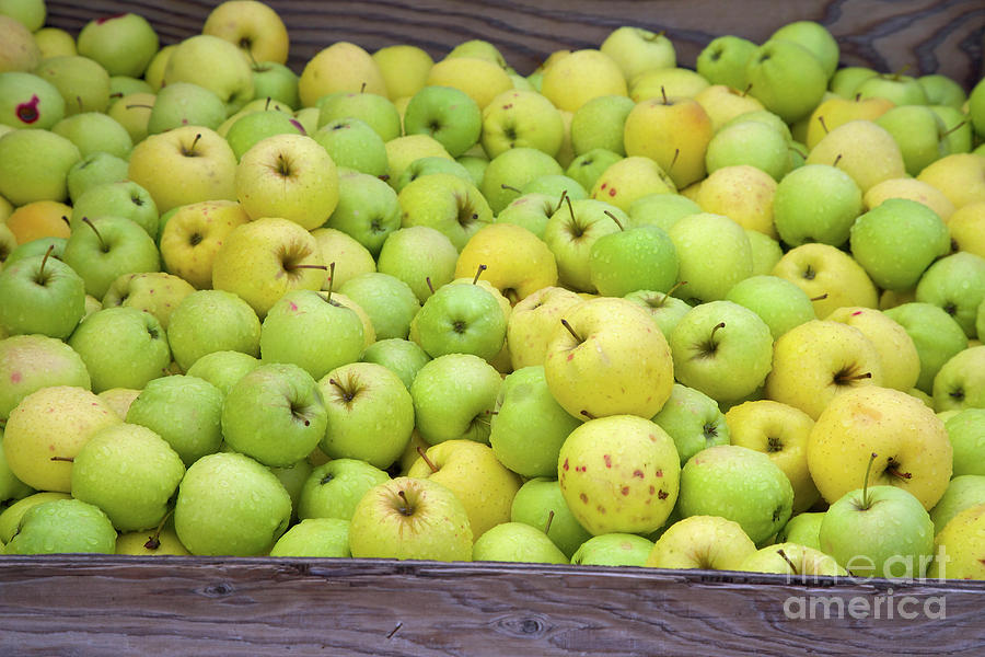 Green and yellow apples in a crate Photograph by Bruce Block