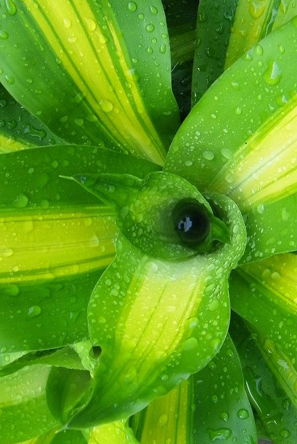Green and Yellow Beauty I I Photograph by Sheri McLeroy