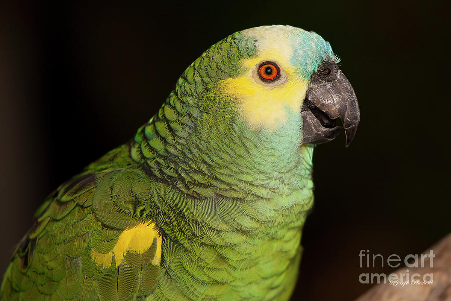 Parrot Photograph - Green and Yellow Bird by Joseph Placheril