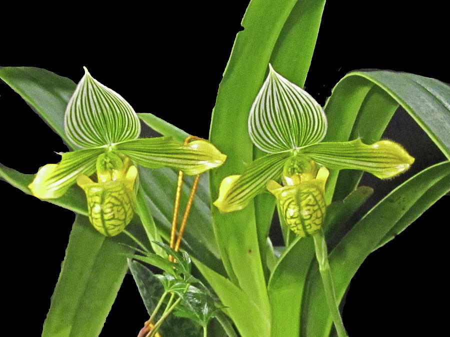 Green and Yellow Orchids Photograph by Vijay Sharon Govender