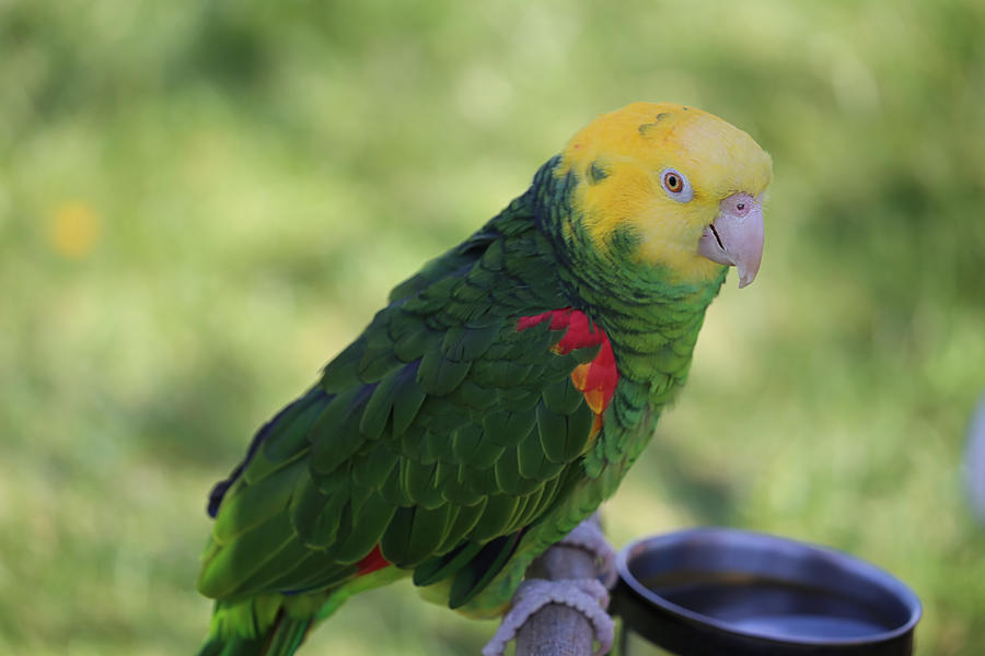 Green And Yellow Parrot Photograph