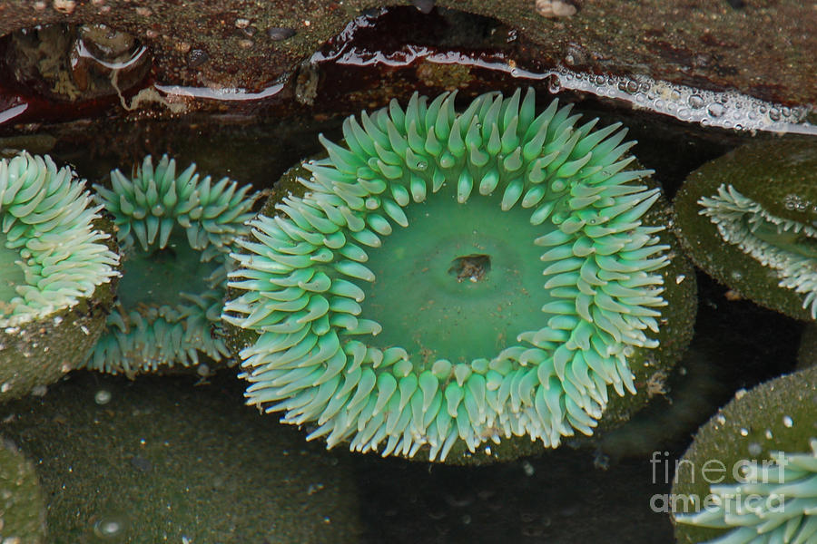 Green Anemone Photograph by Chuck Flewelling