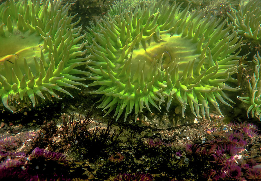 Green Anenome Photograph by Patrick Reddy - Fine Art America