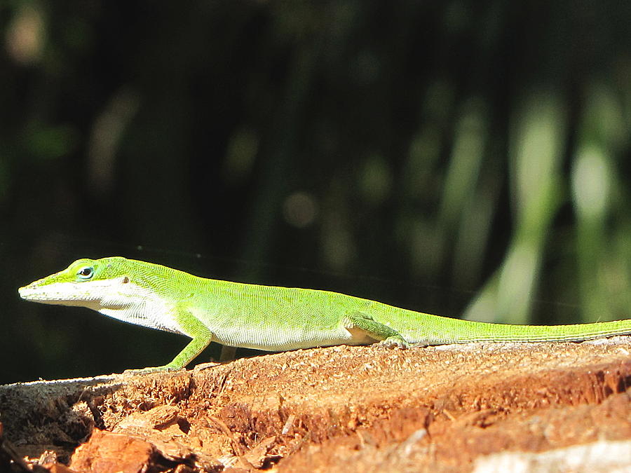 Green Anole 000 Photograph by Christopher Mercer