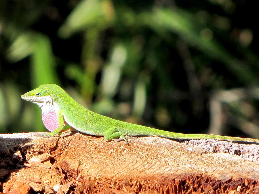 Green Anole  Photograph by Christopher Mercer