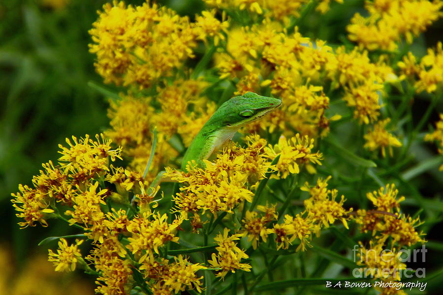 Green Anole Hiding In Golden Rod Photograph