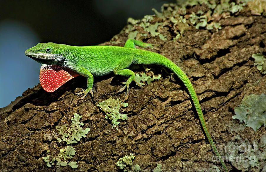 Green Anole Lizard Anolis Carolensis Wild Texas Photograph by Dave Welling
