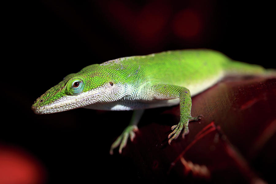 Green Anole Lizard Photograph by Dan Pearce Green Anole Lizard Photograph by Dan Pearce