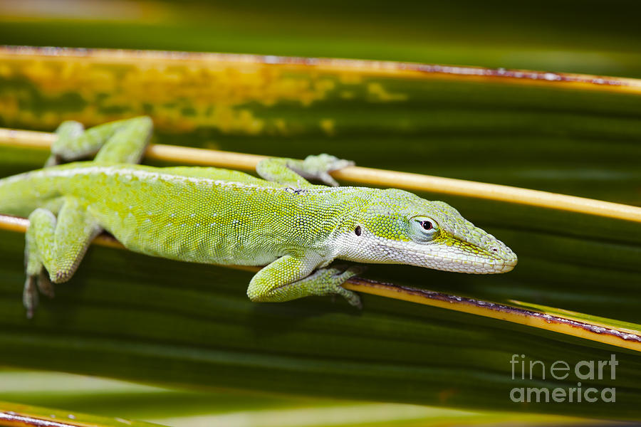 Green Anole Lizard Photograph by Dave Fleetham - Printscapes