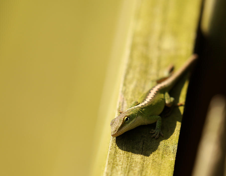 Green Anole Lizard Photograph by Judy Vincent