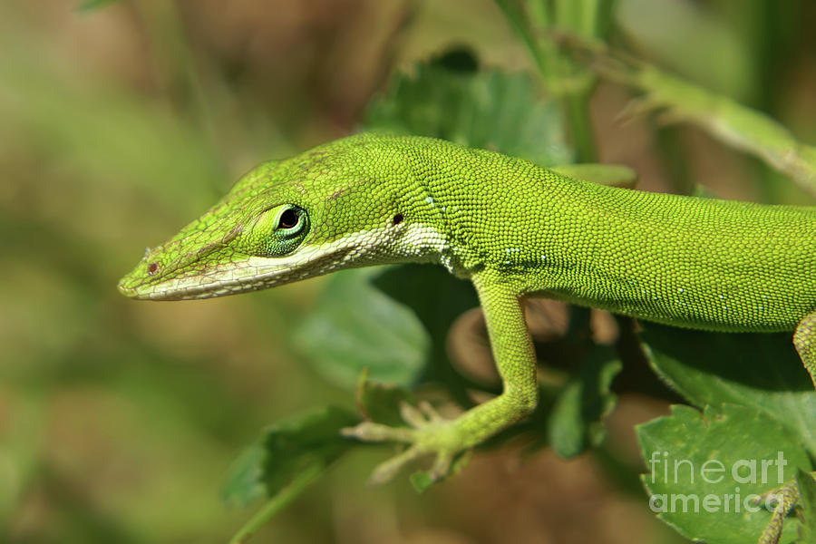 Green Anole Lizard  Photograph by Olga Hamilton