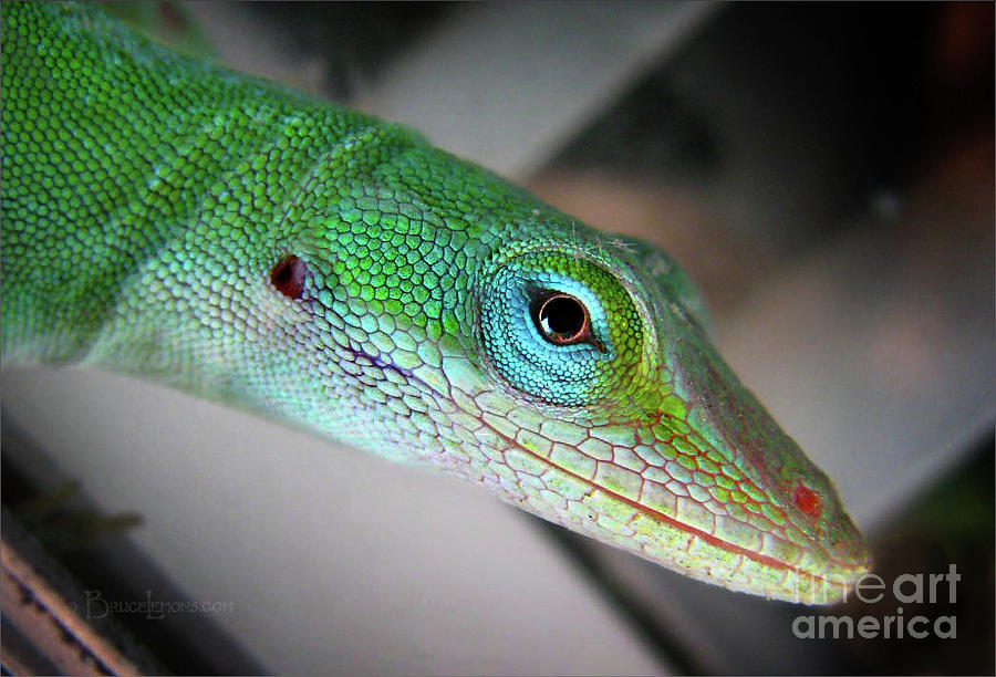 Green Anole Lizard Portrait Photograph By Bruce Lemons,Smoked Stuffed Pork Loin