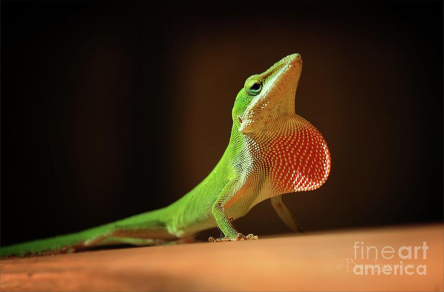 Green Anole Lizard With Inflated Red Dewlap Photograph by Bruce Lemons