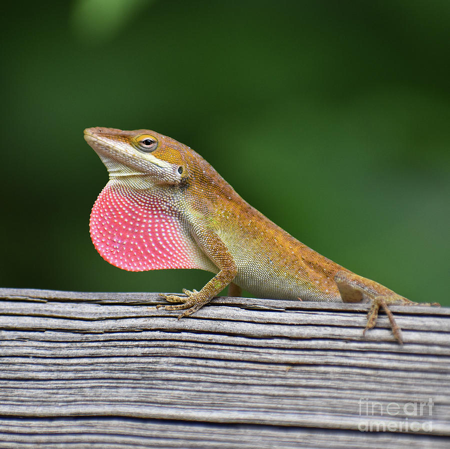 Green Anole Photograph by Skip Willits