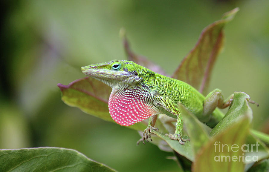 Green Anole Photograph by Terri Mills
