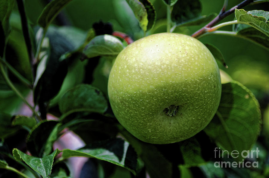 Green Apple Photograph by Paul Mashburn