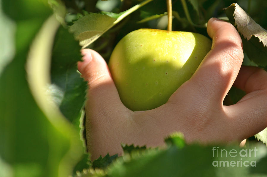 Green Apple Picking Photograph by Jason Freedman