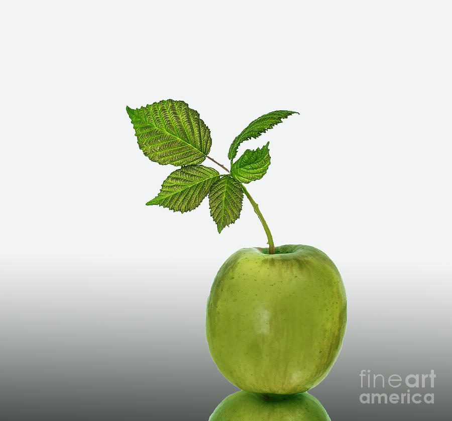Green Apple Photograph by Shirley Mangini