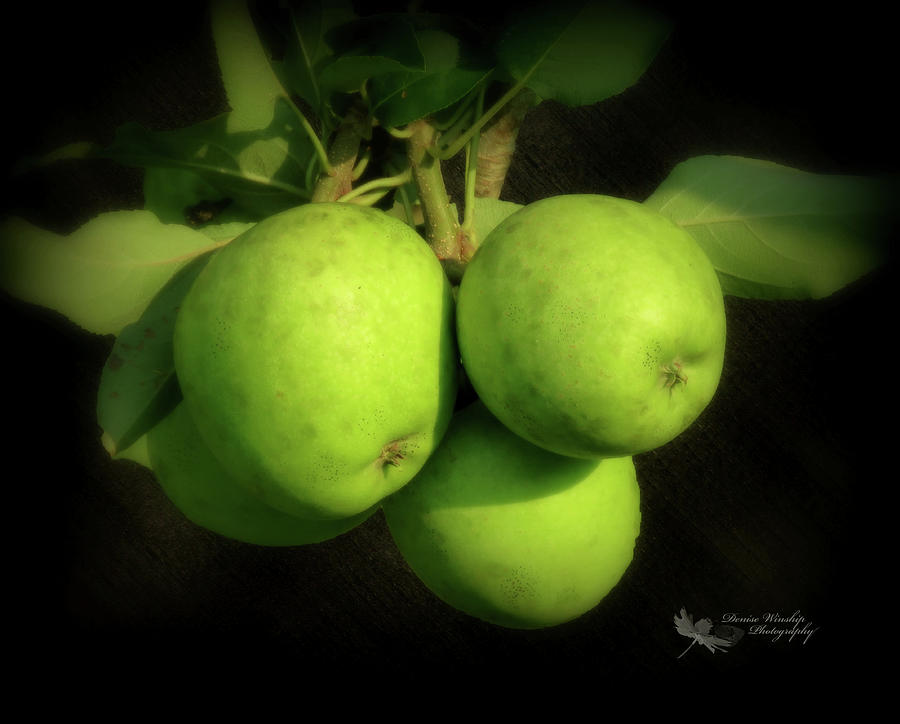 Green Apples on Dark Brown Silk Digital Art by Denise Winship