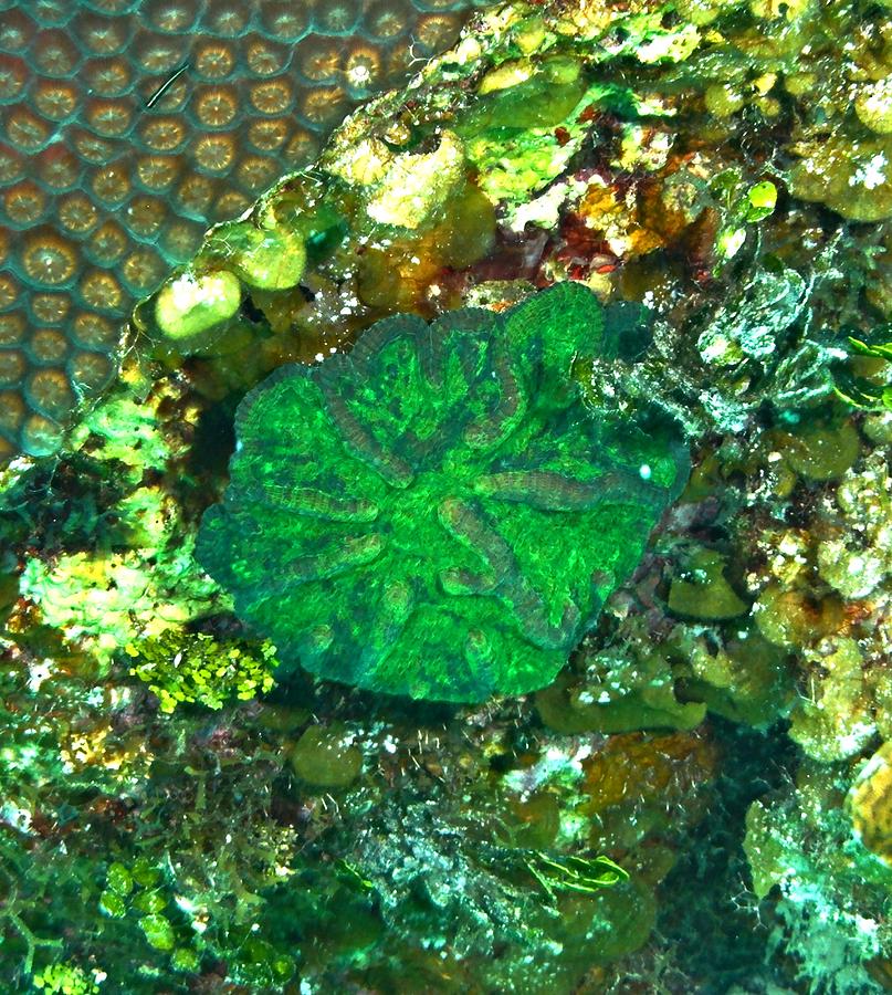 Green Artichoke Coral Photograph