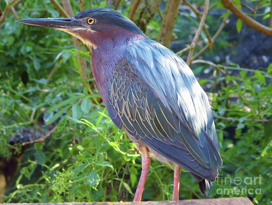 Green Backed Heron Photograph by D Hackett