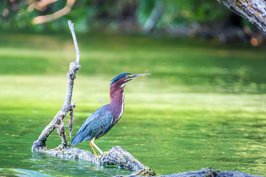 Green Backed Heron Photograph by Pamela Williams