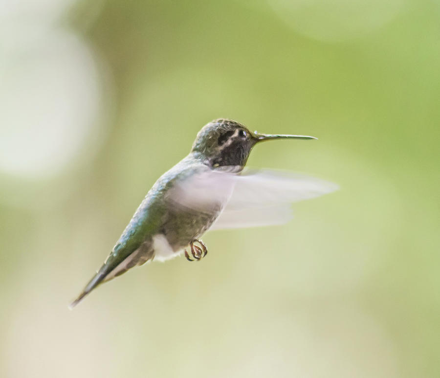 Hummingbird in Flight 2 Photograph by Marilyn Wilson