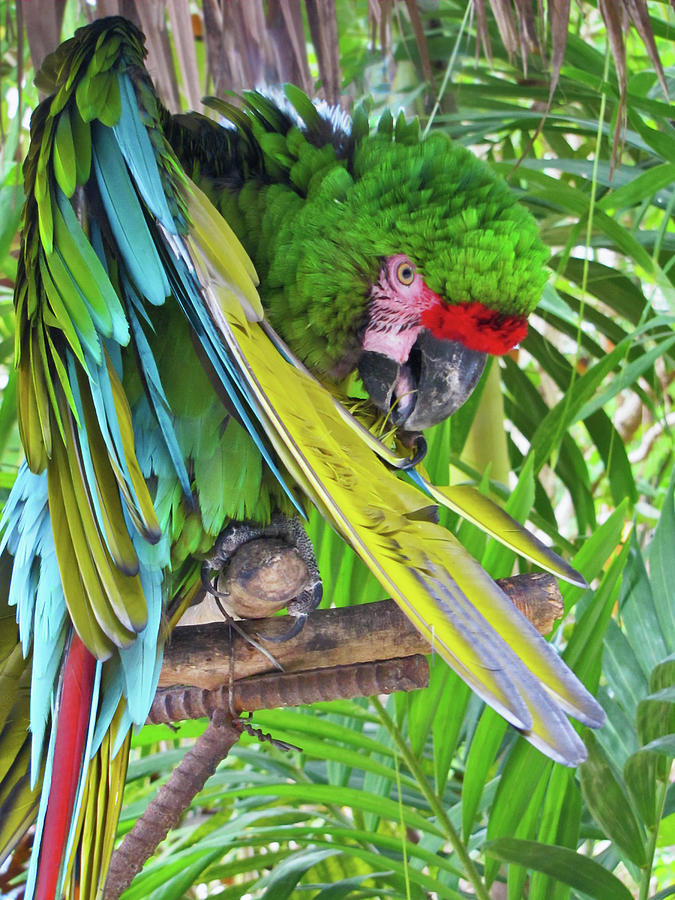 Green Bahamas Parrot Photograph by Bob Slitzan