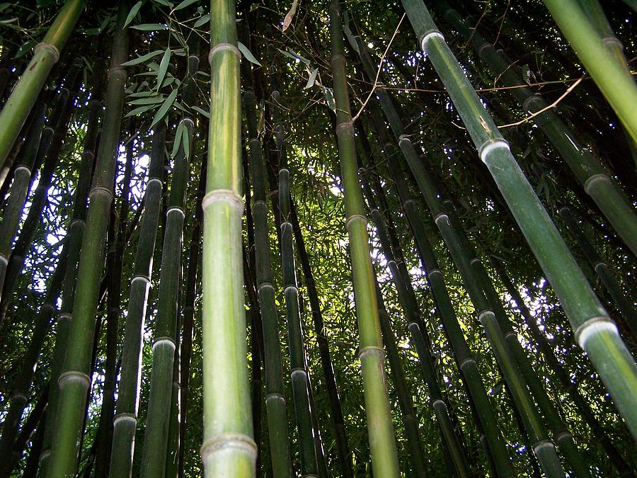 Green Bamboo Photograph by Rodger Mansfield