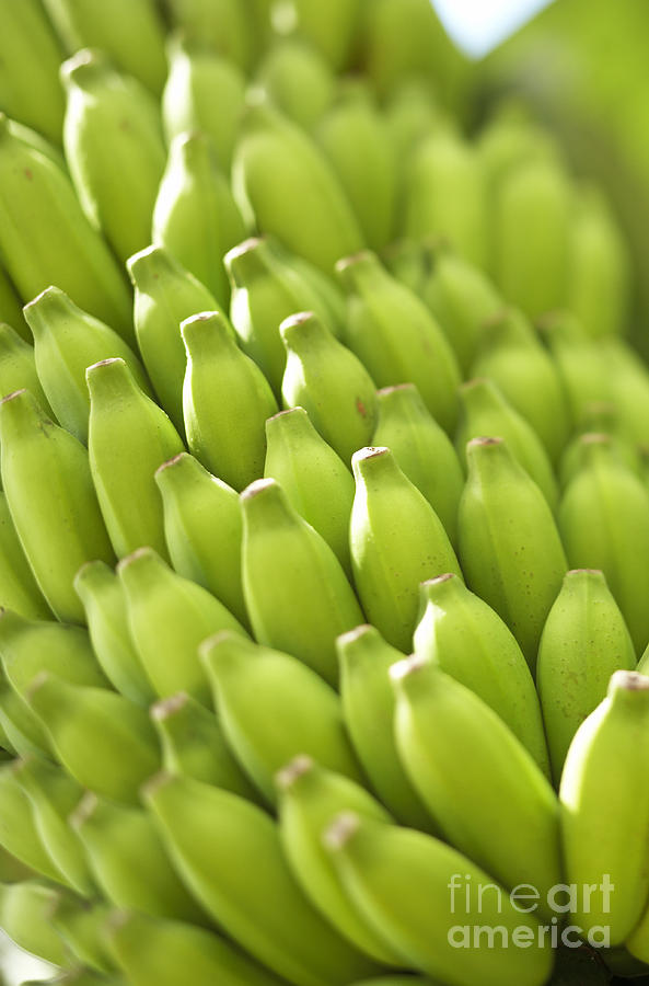 Green Banana Bunch Photograph by Kyle Rothenborg - Printscapes