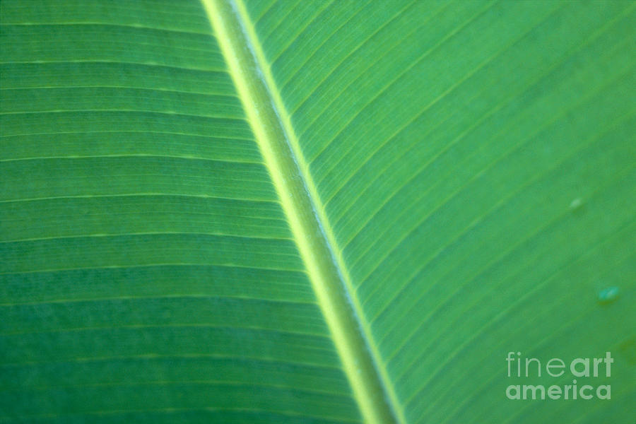 Green Banana Leaf Photograph by Dana Edmunds - Printscapes