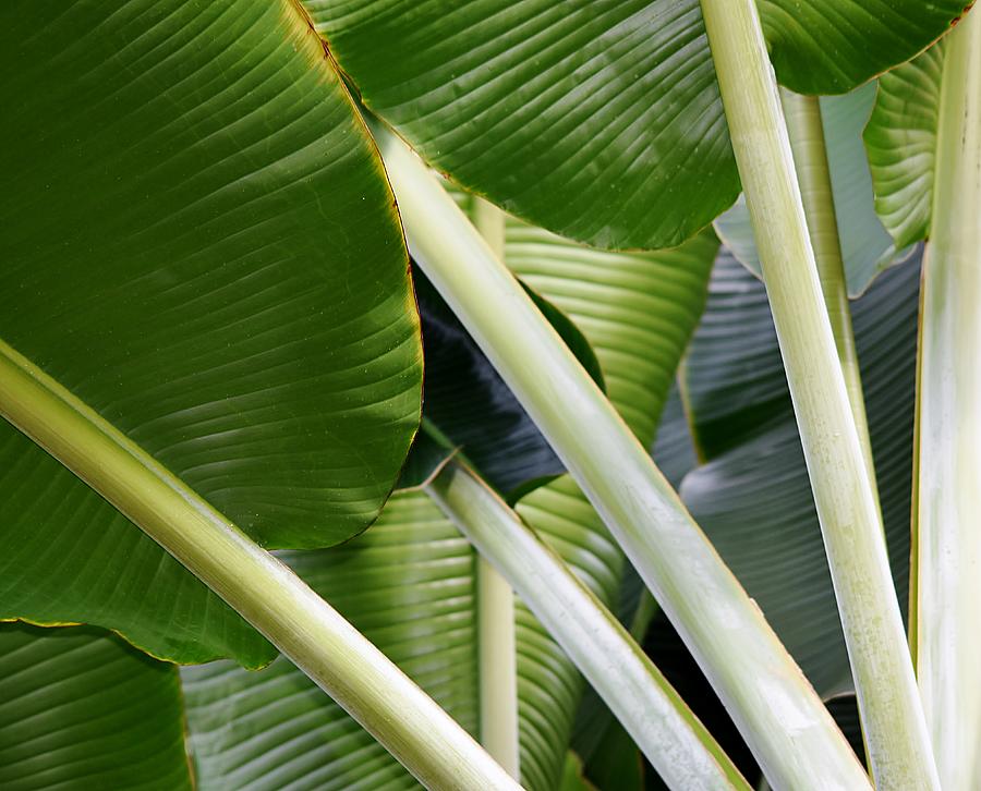 green Banana leaves Photograph by Werner Lehmann - Fine Art America