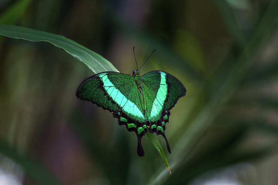 Butterfly Photograph - Green-banded Peacock- 2 by Calazones Flics