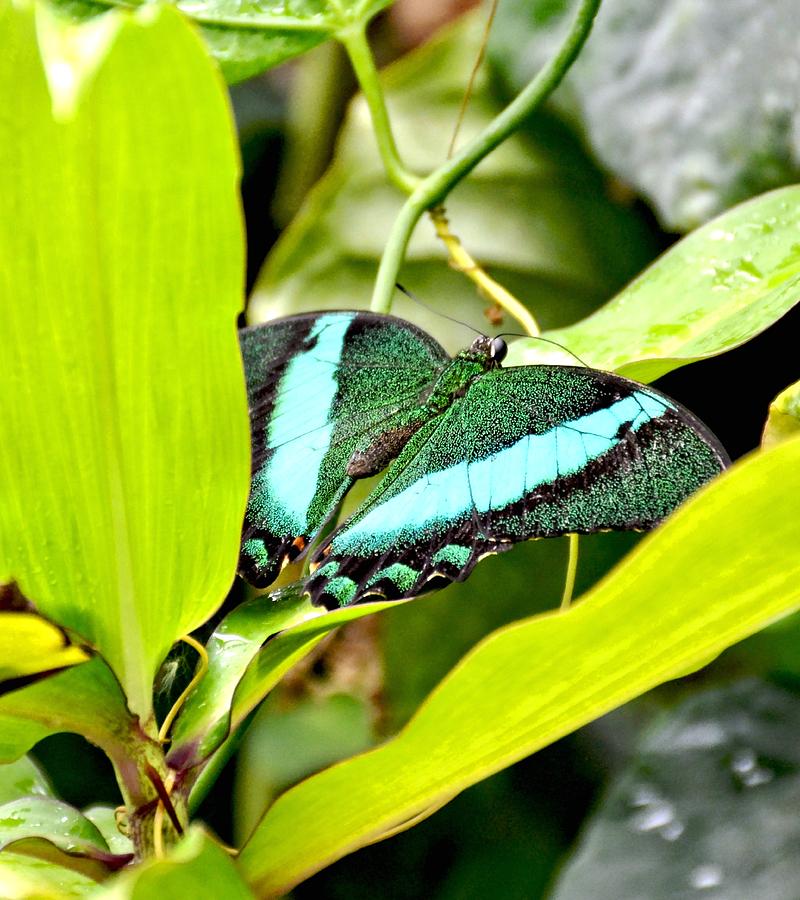 Green Banded Peacock Butterfly Photograph