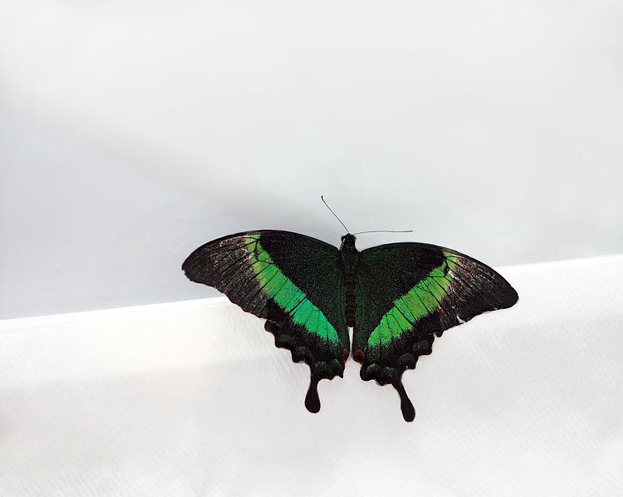 Green-banded Swallowtail Photograph by Angela Murdock