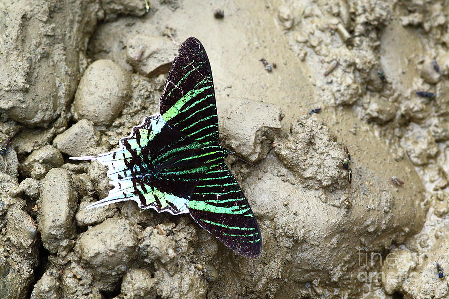Green-banded Urania moth Urania leilus Photograph by James Brunker